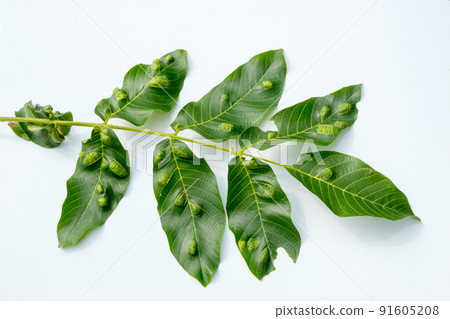 Aceria erinea species of mite which causes galls on leaves of walnut Juglans regia. View of upper part of walnut leaf affected by pest. 91605208