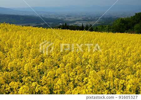 福島縣北多方市厚岡町 相田北邊玄森子 箕倉高原 在花田的斜坡上俯瞰油菜田和城市的景色 91605327