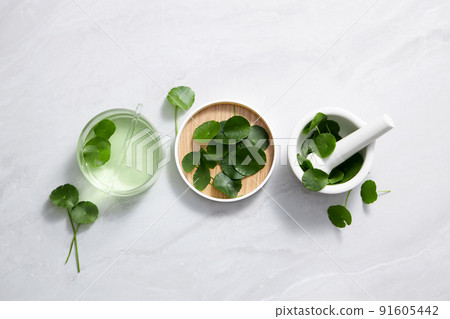 Background Centella asiatica for  Biological experiment Centella asiatica (Gotu kola) leaves and green water in biological test tubes. Production of cosmetics based on Centella asiatica   91605442
