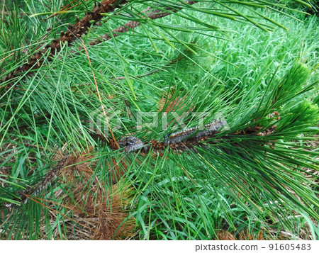 Poisonous caterpillar that kills pine larvae of Dendrolimus spectabilis 91605483