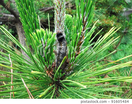 殺死松毛松毛蟲幼蟲的有毒毛蟲 91605484