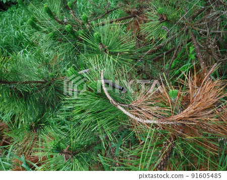 殺死松毛松毛蟲幼蟲的有毒毛蟲 殺死松毛松毛蟲幼蟲的有毒毛蟲 91605485