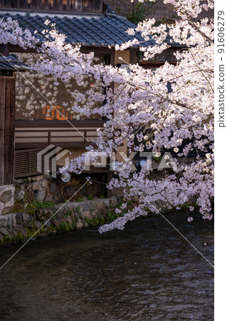 Gion Sakura in Shirakawa Gion Sakura in Shirakawa 91606279