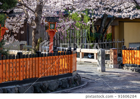 白川的祗園櫻 白川的祗園櫻 91606284