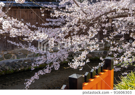 Gion Sakura in Shirakawa 91606303
