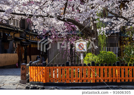 Gion Sakura in Shirakawa 91606305