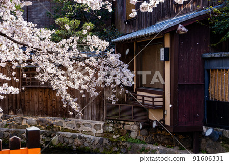 Gion Sakura in Shirakawa Gion Sakura in Shirakawa 91606331