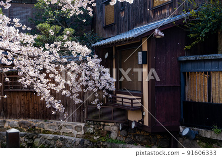 白川的祗園櫻 白川的祗園櫻 91606333