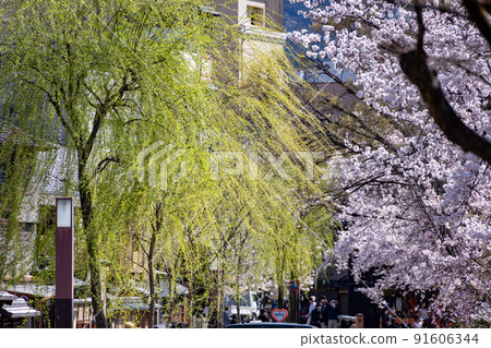 白川的祗園櫻 白川的祗園櫻 91606344