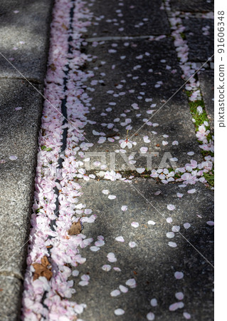 Gion Sakura in Shirakawa 91606348