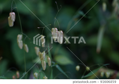 鞘翅目的穗狀花序 鞘翅目的穗狀花序 91606859