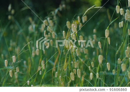 鞘翅目的穗狀花序 鞘翅目的穗狀花序 91606860