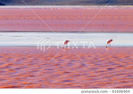 Laguna Colorada flamingos, Bolivia Laguna Colorada flamingos, Bolivia 91606904
