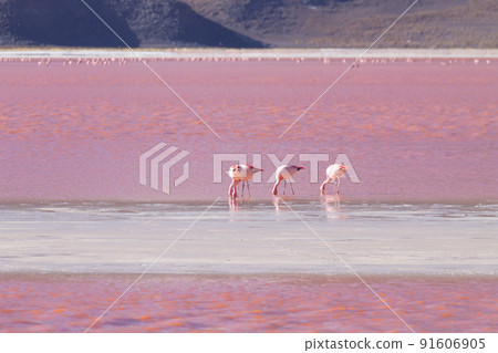Laguna Colorada flamingos, Bolivia 91606905