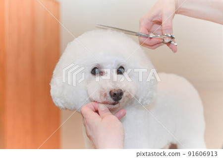 Trimming scenery of toy poodle 91606913