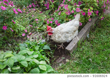 White chicken in garden among flowers White chicken in garden among flowers 91606924