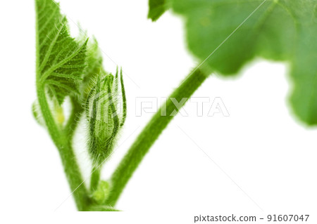 Green sprout pumpkin cucumber closeup macro isolated on white background Green sprout pumpkin cucumber closeup macro isolated on white background 91607047