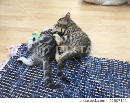 Bengal American Shorthair kittens playing with each other Bengal American Shorthair kittens playing with each other 91607121