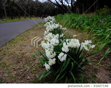 南千葉的風景 91607146