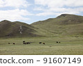 Mongolian steppes, mountains, animals, endless roads 91607149