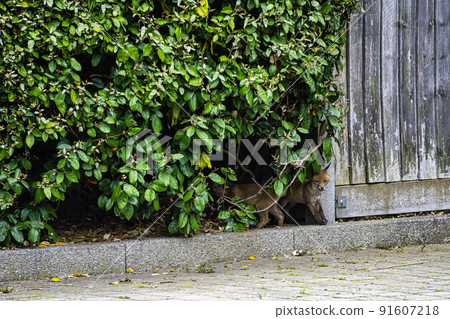 Wild red fox (Vulpes vulpes) in London, UK Wild red fox (Vulpes vulpes) in London, UK 91607218