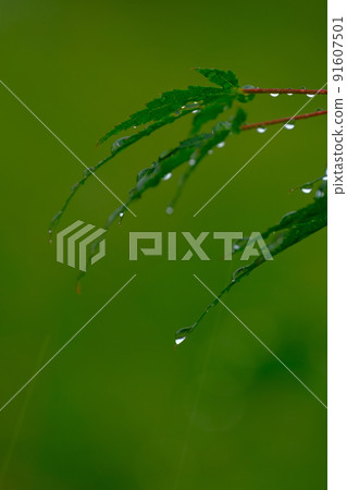 Rain image Rain image 91607501