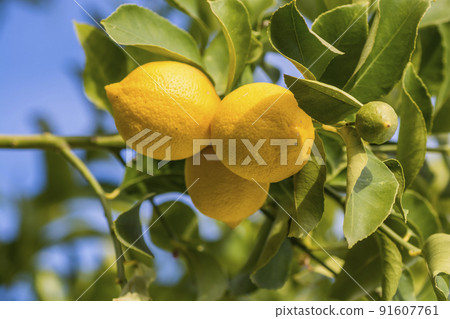 Lemons from orchard in the lemon tree,Patagonia 91607761