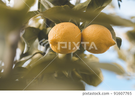 Lemons from orchard in the lemon tree,Patagonia Lemons from orchard in the lemon tree,Patagonia 91607765