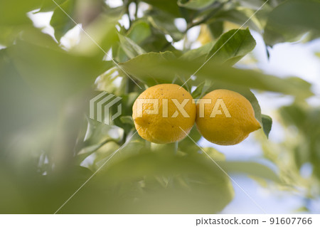 Lemons from orchard in the lemon tree,Patagonia Lemons from orchard in the lemon tree,Patagonia 91607766