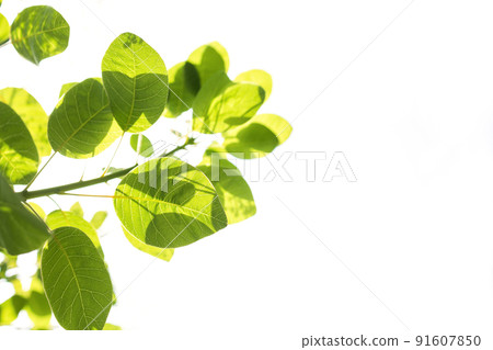 sun shines through green leaves with white sky background sun shines through green leaves with white sky background 91607850