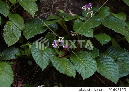 Squid flower 91608155