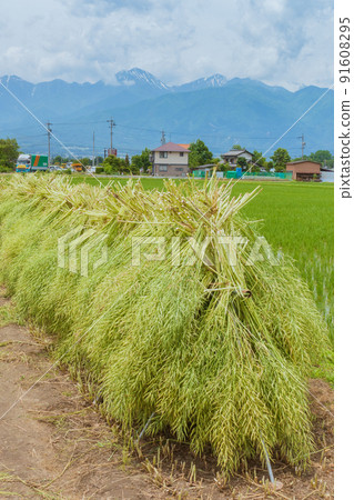 Sun-dried rapeseed [Azumino City] 91608295