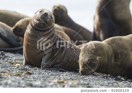 Sea lion puppy, on beach  breeding colony,Peninsula Valdes, Patagonia Sea lion puppy, on beach  breeding colony,Peninsula Valdes, Patagonia 91608329