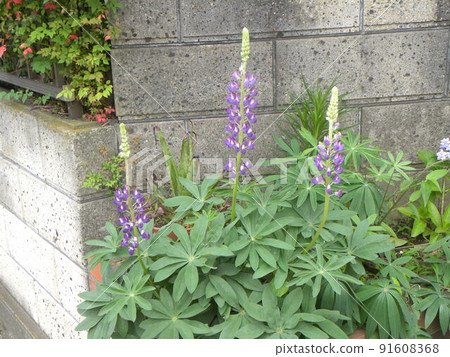 羽扇豆花，原為紫色，尖端為黃色 91608368