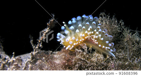 Sea Slug, Cabo Cope Puntas del Calnegre Regional Park, Spain 91608396