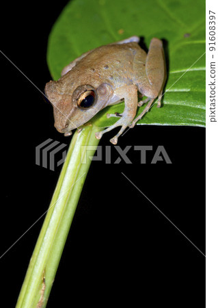 Tropical Frog, Corcovado National Park, Costa Rica 91608397