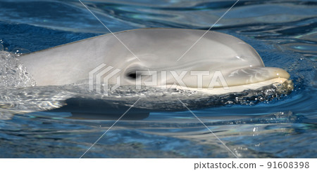 Common bottlenose Dolphin, El Estrecho Natural Park, Spain Common bottlenose Dolphin, El Estrecho Natural Park, Spain 91608398