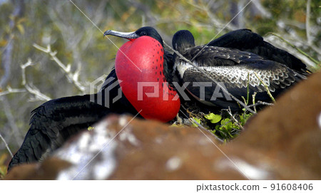 Magnificent Frigatebird, Galapagos National Park, Ecuador Magnificent Frigatebird, Galapagos National Park, Ecuador 91608406
