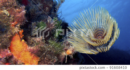 Tubeworm, Cabo Cope Puntas del Calnegre Regional Park, Spain 91608410