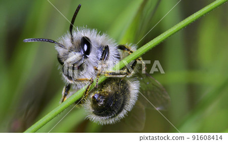 Bee, Sierra de Guadarrama National Park, Spain 91608414