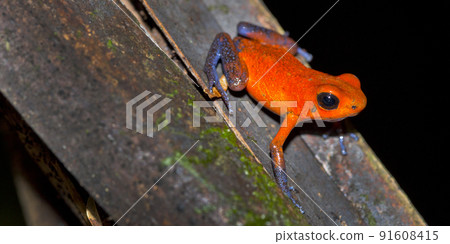 Dart Poison Frog, Tropical Rainforest, Costa Rica Dart Poison Frog, Tropical Rainforest, Costa Rica 91608415
