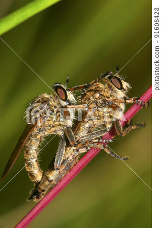 Horse Flies Mating, Sierra de Guadarrama National Park, Spain 91608428