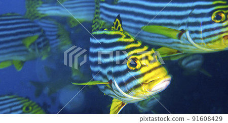 Striped Oriental Sweetlips, Maldives 91608429
