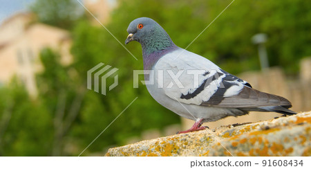 Rock Dove Rock Dove 91608434