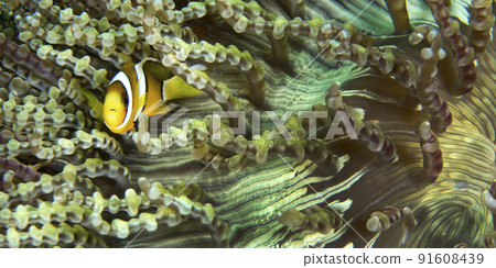 Clark s Anemonefish, Lembeh, Indonesia 91608439