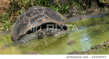 Galapagos Giant Tortoise, Galapagos National Park, Ecuador 91608443