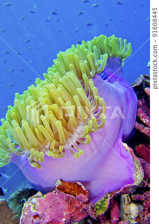 Magnificent Sea anemone, Bunaken National Marine Park, Indonesia 91608445