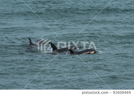 Orca family with baby,Punta Norte nature reserve, Patagonia,Argentina Orca family with baby,Punta Norte nature reserve, Patagonia,Argentina 91608469