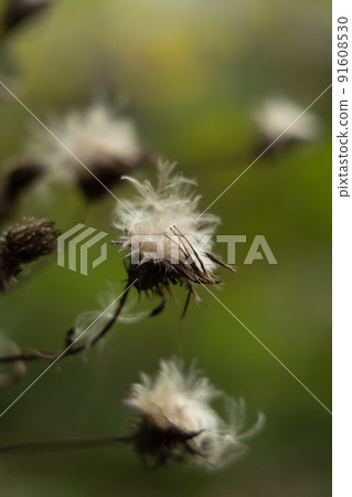 Cotton flower Eriophorum calligraphy vertical position depth 91608530
