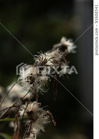 Cotton flower Eriophorum calligraphy vertical position depth 91608541
